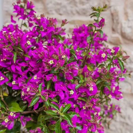 Brunela-free Parking Apartamento *